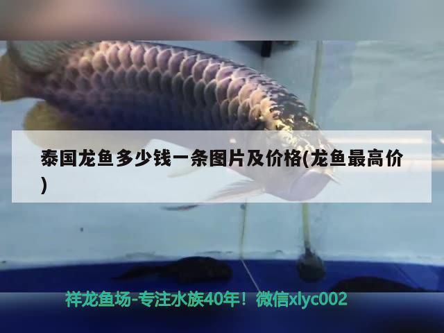 定制魚缸多少錢合適 魚缸定制好還是成品好