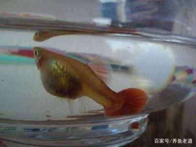 龍魚一個多月不吃食，原因分析與應(yīng)對策略，龍魚拒食一個多月的常見原因及有效解決對策