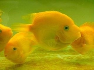 龍魚吃自助餐的壞處和好處，龍魚吃自助餐的利弊 龍魚吃自助餐的壞處和好處，龍魚吃自助餐的利弊 龍魚百科 第1張