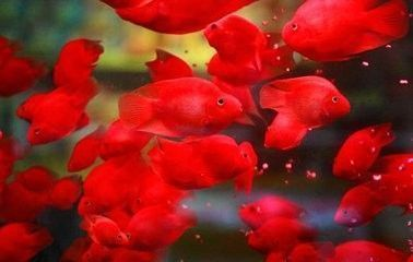 龍魚吃自助餐的壞處和好處，龍魚吃自助餐的利弊 龍魚吃自助餐的壞處和好處，龍魚吃自助餐的利弊 龍魚百科 第3張