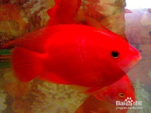 龍魚吃自助餐的壞處和好處，龍魚吃自助餐的利弊 龍魚吃自助餐的壞處和好處，龍魚吃自助餐的利弊 龍魚百科 第4張