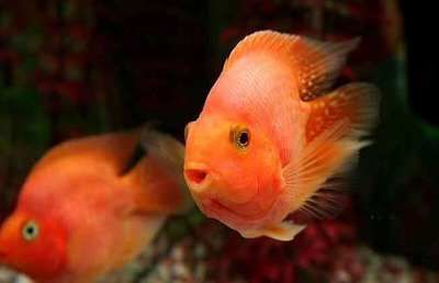 龍魚吃自助餐的壞處和好處，龍魚吃自助餐的利弊 龍魚吃自助餐的壞處和好處，龍魚吃自助餐的利弊 龍魚百科 第5張