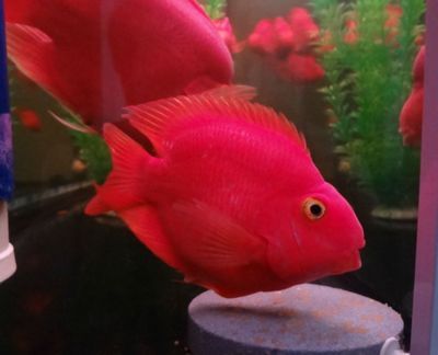 龍魚吃自助餐的壞處和好處，龍魚吃自助餐的利弊 龍魚吃自助餐的壞處和好處，龍魚吃自助餐的利弊 龍魚百科 第6張