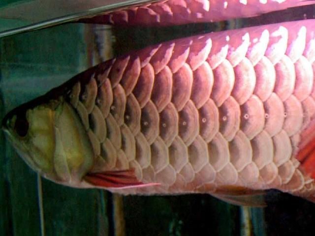 金龍魚養殖條件，養殖金龍魚需要關注水質、水溫、環境設置、喂食管理和疾病防治等方面