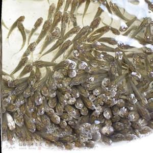 龍魚幼苗吃什么飼料好，龍魚幼苗飼料消化指南