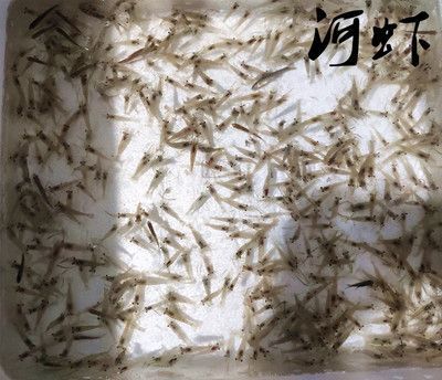龍魚幼苗吃什么飼料好，龍魚幼苗飼料消化指南