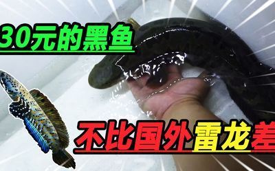 雷龍魚淺水靜養，如何判斷雷龍魚的淺水靜養環境布置技巧