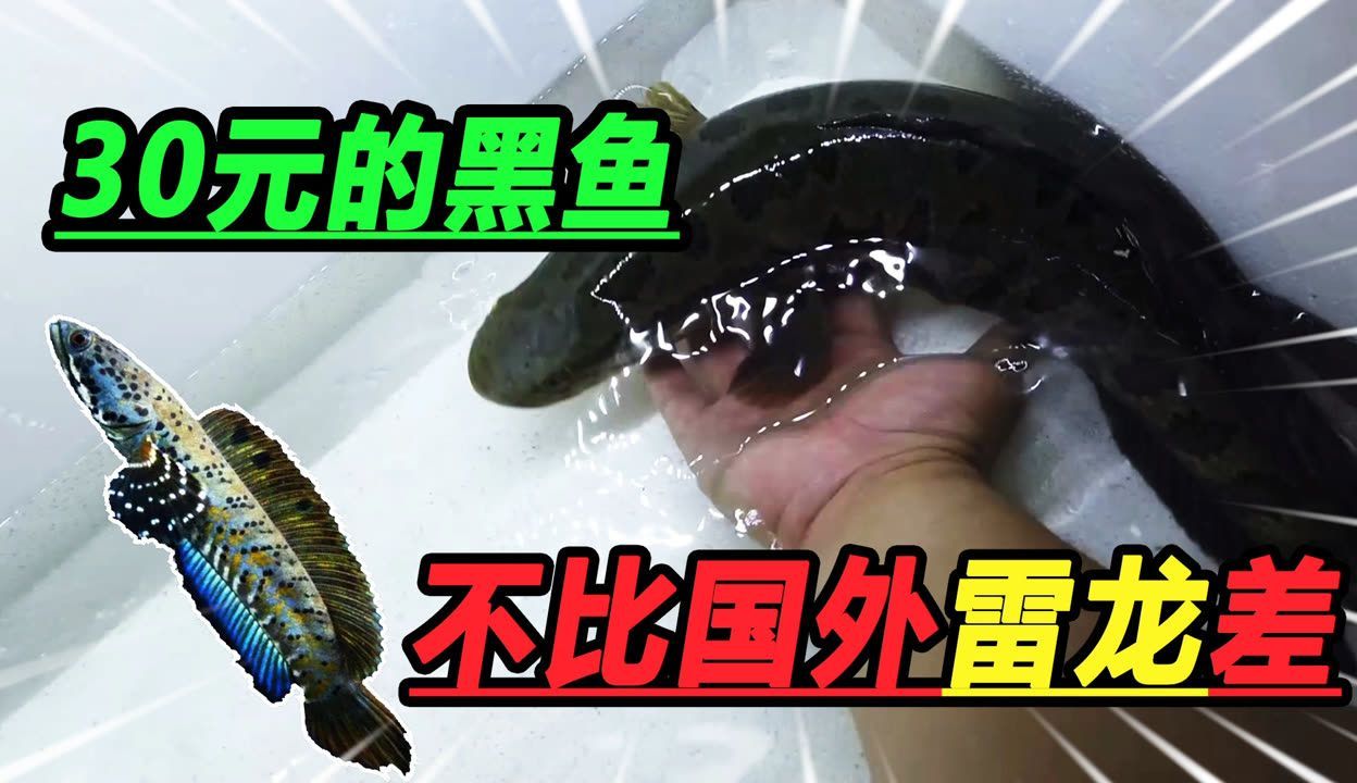 雷龍魚淺水靜養，如何判斷雷龍魚的淺水靜養環境布置技巧