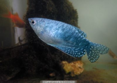 藍色的龍魚，藍色龍魚的種類及種類介紹