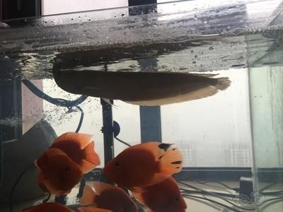 如何聯系這些信譽良好的金龍魚商家，如何找到金龍魚商家 如何聯系這些信譽良好的金龍魚商家，如何找到金龍魚商家 龍魚百科 第2張