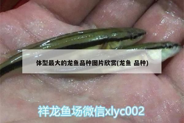 什么龍魚最大最好養，最大且最好養的龍魚品種有哪些？