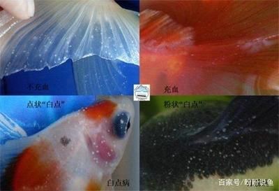 金龍魚的骨架：中國首次發現的骨舌魚科金龍魚屬新種：中華金龍魚的骨架
