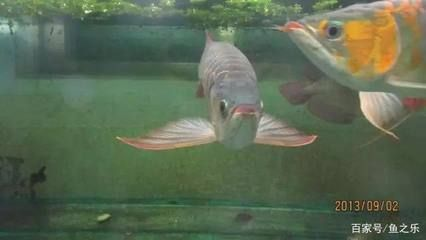 龍魚能不能養2條，龍魚可以養2條，但需要確保魚缸足夠大，以便它們有足夠的空間游動