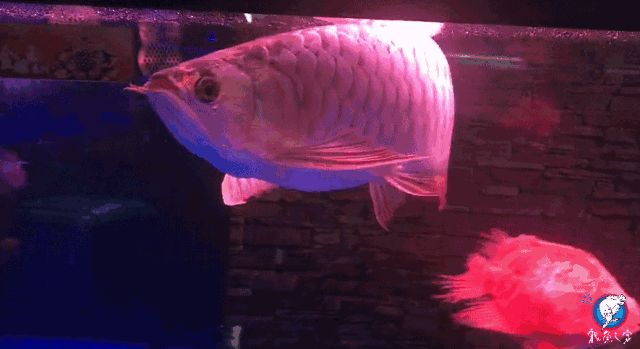 龍魚能不能養2條，龍魚可以養2條，但需要確保魚缸足夠大，以便它們有足夠的空間游動