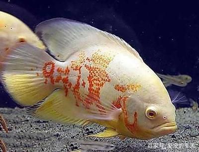 龍魚用手喂還是鑷子，龍魚喂食方式的選擇主要取決于個人喜好和魚缸環境