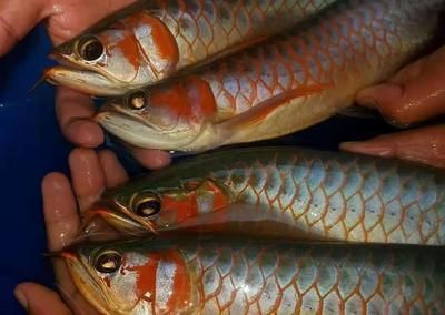 紅龍魚十大漁場排名第幾：紅龍魚十大漁場排名
