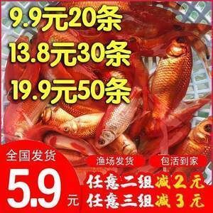 紅龍魚十大漁場排名第幾：紅龍魚十大漁場排名