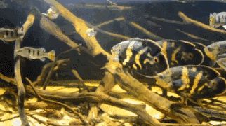 寶雞觀賞魚批發(fā)市場地址電話號碼查詢是多少（寶雞哪里賣魚的地方比較多）
