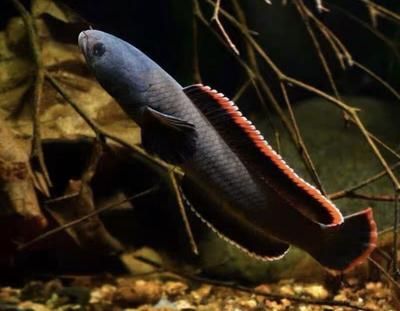雷龍魚多少錢一只黑色，雷龍魚多少錢一只黑色雷龍魚的價格信息可供參考