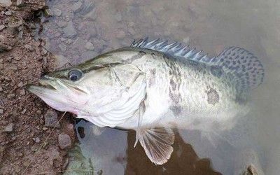 龍魚用什么顏色的燈好：龍魚照明秘籍，選對顏色與位置，點亮龍魚的絢麗世界