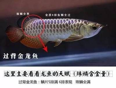 龍魚鑒別要點：根據搜索結果整理的龍魚鑒別要點