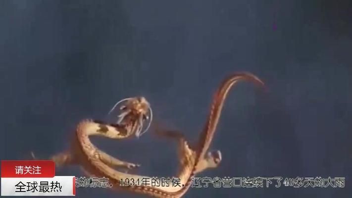 世界上有龍魚嗎，世界上真的存在龍魚嗎？ 世界上有龍魚嗎，世界上真的存在龍魚嗎？ 龍魚百科 第6張