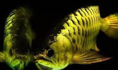 金龍魚為啥叫金龍魚（金龍魚的名字中的“金龍魚”二字是指其美麗的外觀和象征和象征意義）