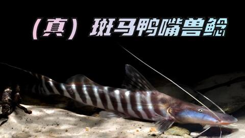 龍魚 為什么貴：龍魚為什么貴