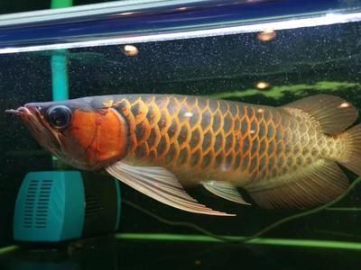 龍魚喂飼料魚會吃嗎，龍魚喂食時，可能會吃掉飼料中的魚類部分是因為龍魚 龍魚喂飼料魚會吃嗎，龍魚喂食時，可能會吃掉飼料中的魚類部分是因為龍魚 龍魚百科 第3張