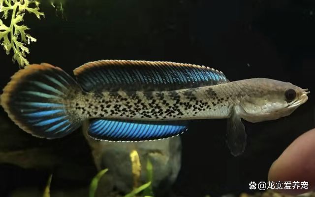 雷龍魚吃黃粉蟲嗎,雷龍魚可以吃黃粉蟲嗎 龍魚百科 第6張 雷龍魚吃黃粉蟲嗎,雷龍魚可以吃黃粉蟲嗎 雷龍魚吃黃粉蟲嗎,雷龍魚可以吃黃粉蟲嗎 龍魚百科 第6張