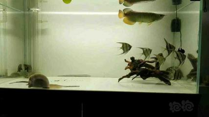 龍魚專用燈管品牌全解析，如何選擇最適合的照明方案？，龍魚專用燈管品牌全解析與最佳照明方案選擇指南
