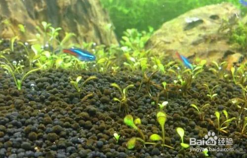 招財龍魚擺放禁忌有哪些東西呢：招財龍魚擺放禁忌，趨吉避兇，養魚有道