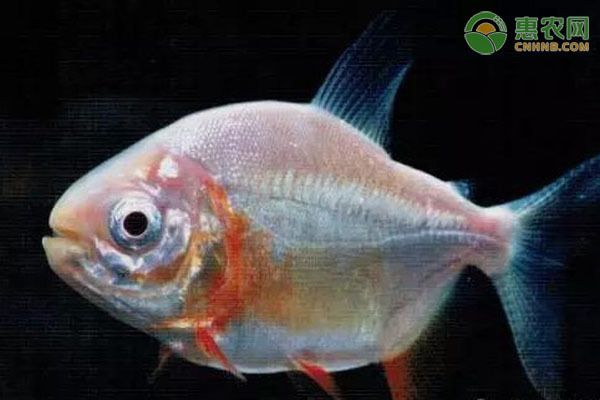 龍魚怎么養白色好看圖片：養出白色龍魚的美學秘訣，打造水族箱中的璀璨明珠