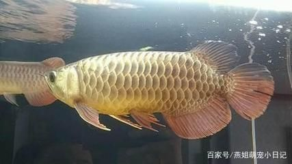 金龍魚種類介紹（金龍魚是一種體形較其他亞洲龍魚短小的金龍魚的品種）