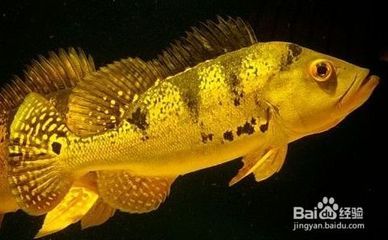 珠海魚缸 龍魚世家水族館都說好：珠海魚缸，龍魚世家水族館，讓您放心的夢幻水世界