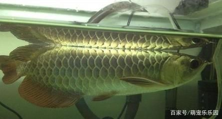 龍魚水質ph低了怎么辦，養龍魚水質ph值低怎么辦