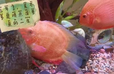 噴點(diǎn)菠蘿魚適宜水溫范圍,噴點(diǎn)菠蘿魚適宜水溫范圍為 龍魚百科 第1張 噴點(diǎn)菠蘿魚適宜水溫范圍,噴點(diǎn)菠蘿魚適宜水溫范圍為 噴點(diǎn)菠蘿魚適宜水溫范圍,噴點(diǎn)菠蘿魚適宜水溫范圍為 龍魚百科 第1張