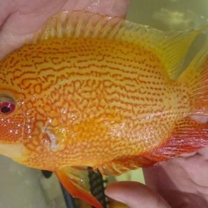 噴點(diǎn)菠蘿魚適宜水溫范圍,噴點(diǎn)菠蘿魚適宜水溫范圍為 龍魚百科 第4張 噴點(diǎn)菠蘿魚適宜水溫范圍,噴點(diǎn)菠蘿魚適宜水溫范圍為 噴點(diǎn)菠蘿魚適宜水溫范圍,噴點(diǎn)菠蘿魚適宜水溫范圍為 龍魚百科 第4張