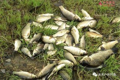 魚(yú)質(zhì)龍文，形容什么動(dòng)物的文化隱喻，魚(yú)質(zhì)龍文，探究動(dòng)物文化隱喻中的表里不一