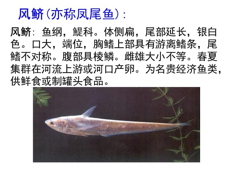龍魚像什么動物一樣：龍魚，水族中的璀璨明珠，仿若多種神秘生靈的奇妙融合