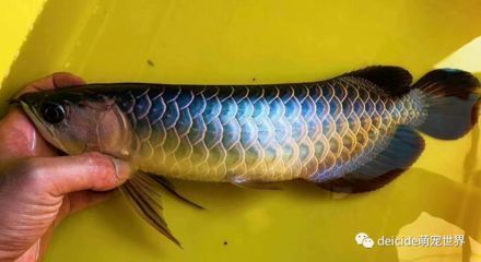 龍魚品質如何鑒別好壞的，如何鑒別龍魚品質好壞