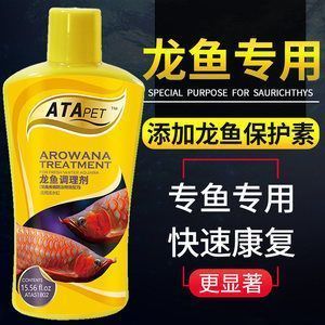 紅龍魚怎么調理狀態：如何調理紅龍魚的狀態