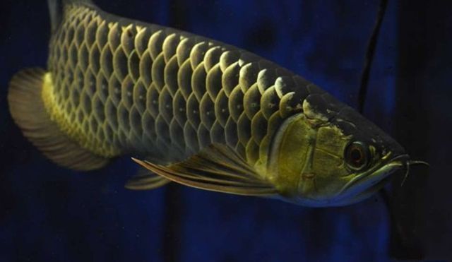 金龍魚(yú)什么季節(jié)長(zhǎng)得快些：金龍魚(yú)什么季節(jié)長(zhǎng)得快