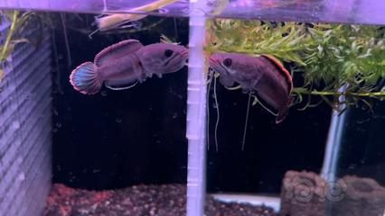 雷龍魚養哪個品種好，適合初學者養殖的雷龍魚品種