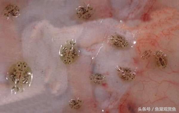 舟山小白龍魚的來源和歷史簡介：舟山小白龍魚的來源探究