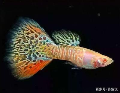 龍魚總是死，龍魚死亡的主要原因
