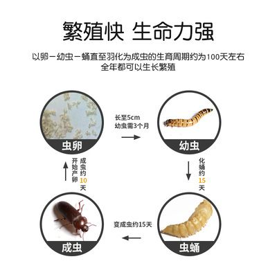龍魚活體飼料如何殺菌，如何對龍魚活體飼料進行殺菌處理