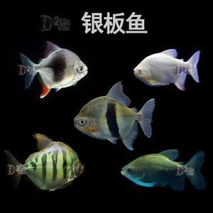 龍魚和黑桃a魚，黑桃a魚與龍魚混養(yǎng)的魚缸布置技巧