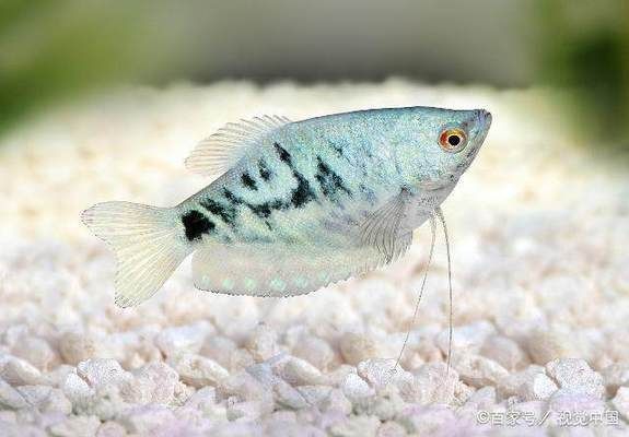 雙線魚咬龍魚，一場水族世界的權力游戲與生存博弈，雙線魚VS龍魚，水族箱里的權力角逐與生存暗戰