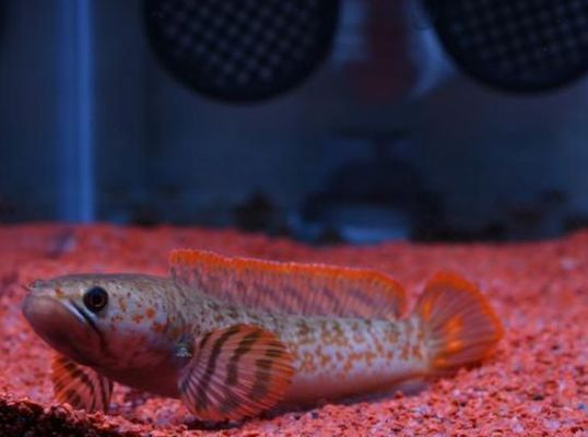 龍魚苗吃什么最好養殖呢：龍魚苗的科學喂養，探尋最佳食物組合，助力養殖成功之路